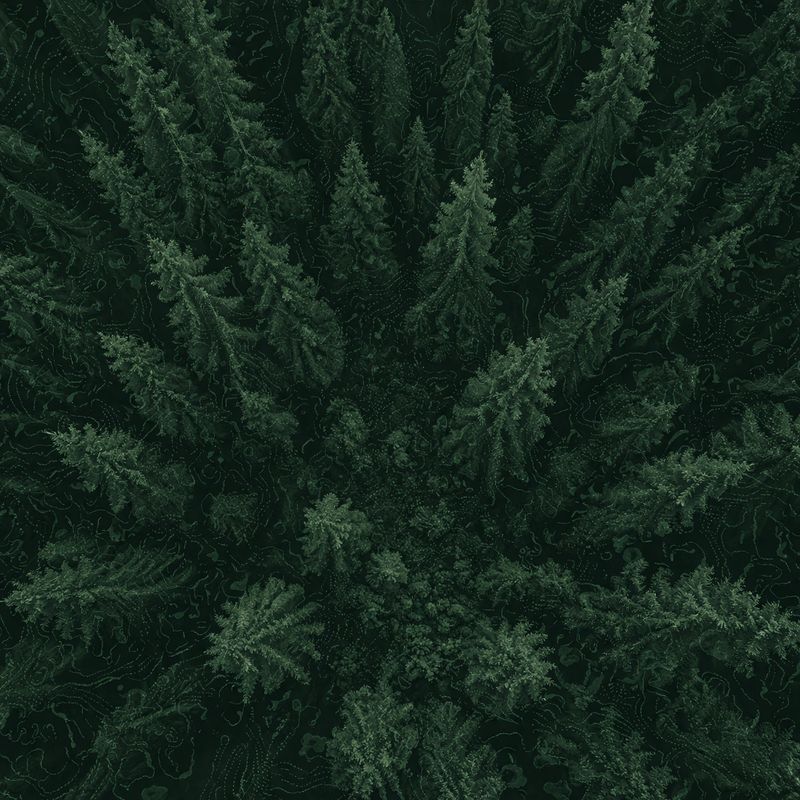 Forest canopy aerial